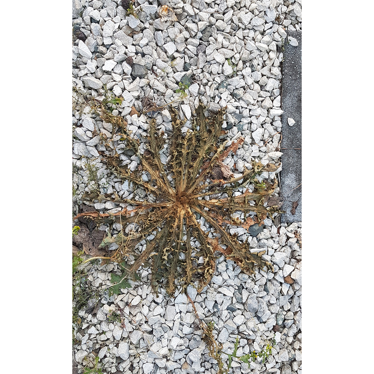 Organic Weed Killer