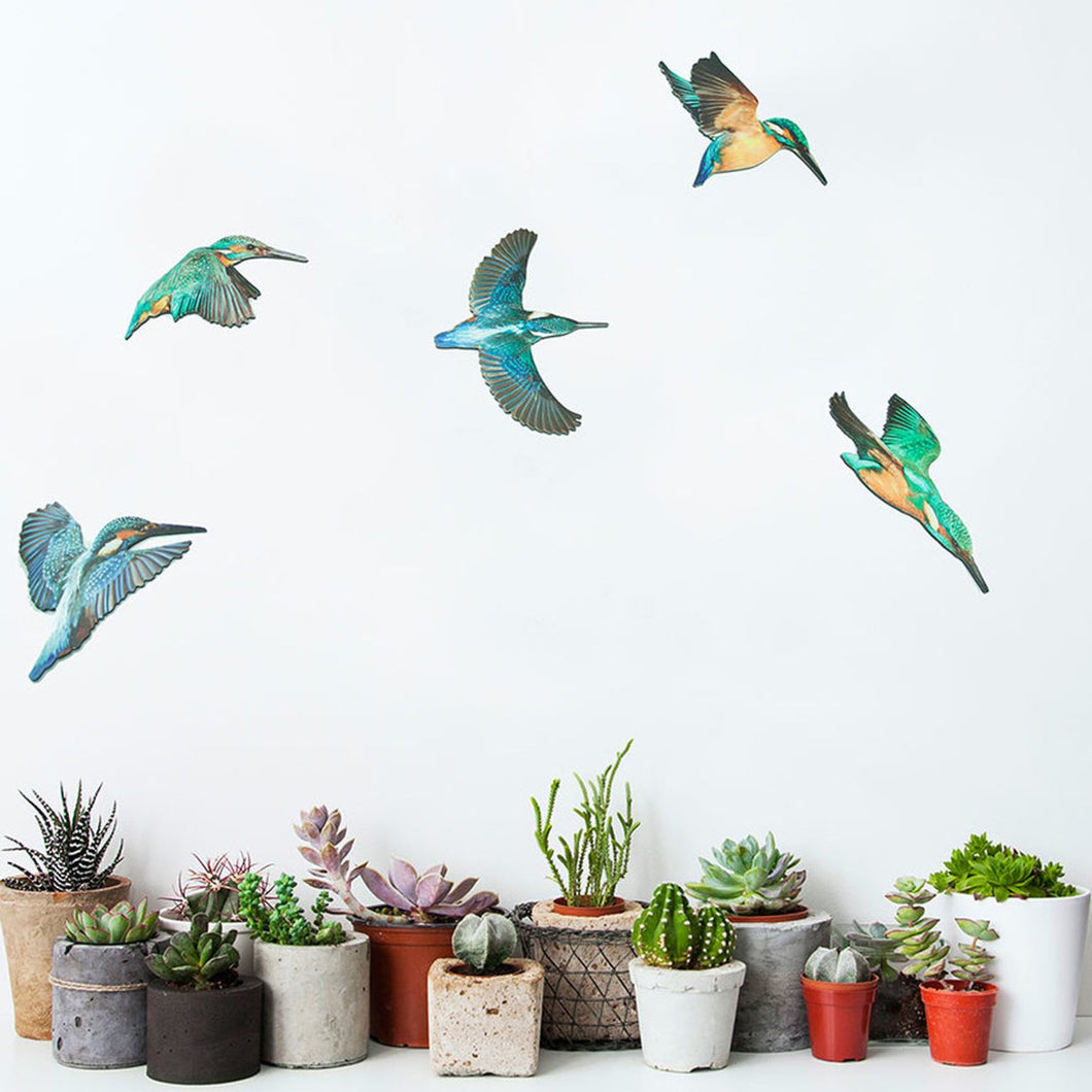 Printed Birds Set Kingfisher - ACM - Wall Art